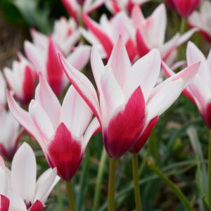 Tulipe botanique clusiana Peppermint Stick