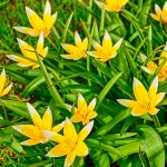 Tulipe botanique dasystemon (Tarda)