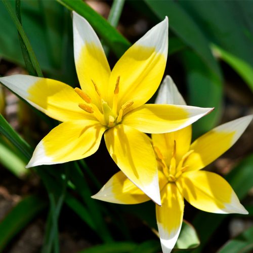 Tulipe botanique dasystemon (Tarda)