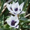 Tulipe botanique humilis alba coerulea oculata
