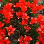 Tulipe botanique Linifolia