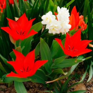 Tulipe botanique Linifolia