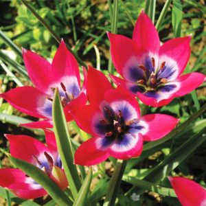 Tulipe botanique Little Beauty