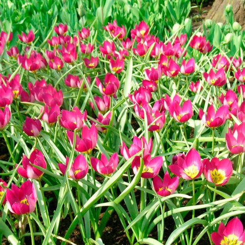 Tulipe botanique Persian Pearl