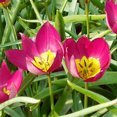 Tulipe botanique Persian Pearl