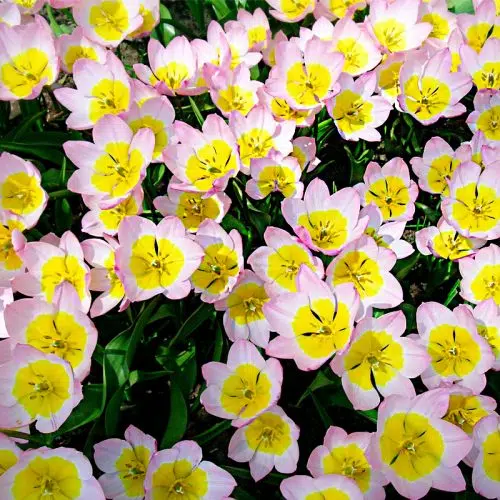Tulipe botanique Saxatilis