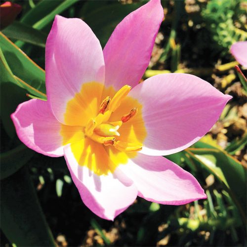 Tulipe botanique Saxatilis