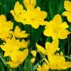 Tulipe botanique sylvestris