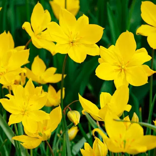 Tulipe botanique sylvestris