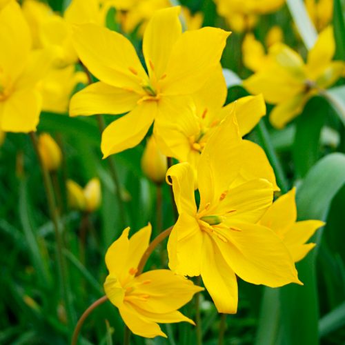 Tulipe botanique sylvestris