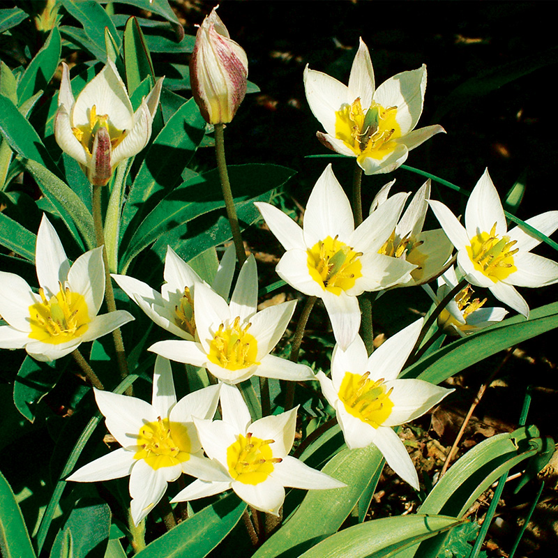 Tulipe botanique Turkestanica