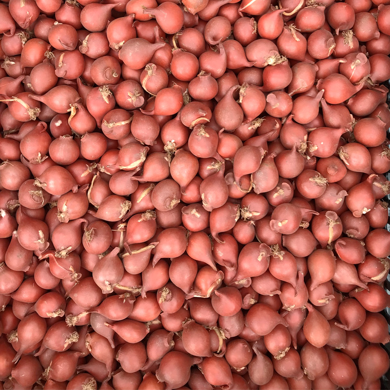 Tulipe botanique Turkestanica