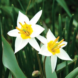 Tulipe botanique Turkestanica