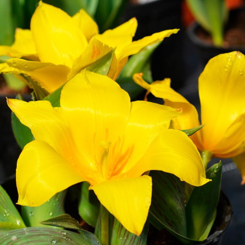 Tulipe botanique urumiensis