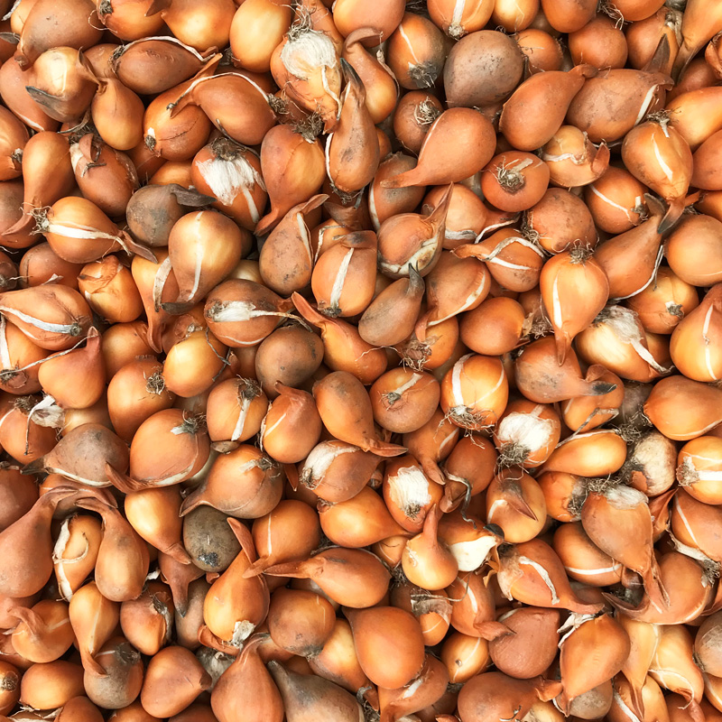 Tulipe botanique urumiensis