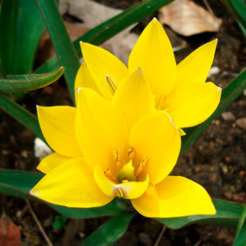 Tulipe botanique urumiensis