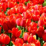 Tulipe Darwin Hybride Ad Rem