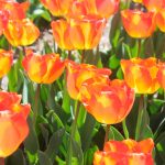Tulipe Darwin Hybride American Dream