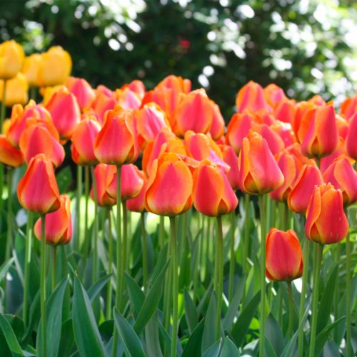 Tulipe Darwin Hybride Apeldoorn's Elite