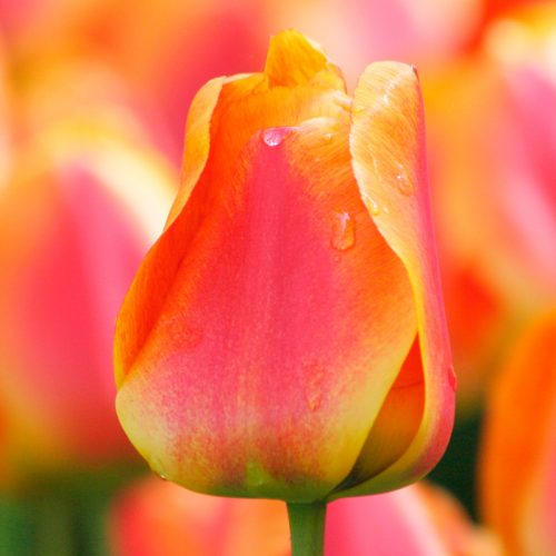 Tulipe Darwin Hybride Apeldoorn's Elite