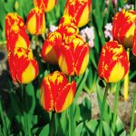 Tulipe Darwin Hybride Banja Luka