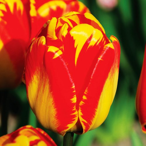 Tulipe Darwin Hybride Banja Luka