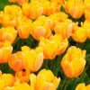 Tulipe Darwin Hybride Blushing Apeldoorn