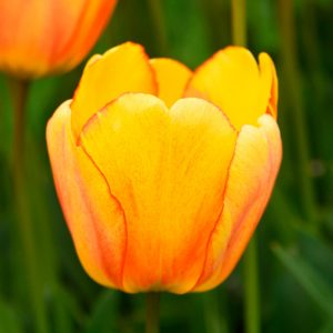 Tulipe Darwin Hybride Blushing Apeldoorn