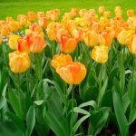 Tulipe Darwin Hybride Daydream