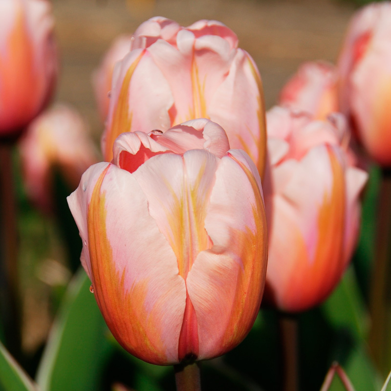 Tulipe Darwin Hybride Design Impression