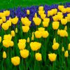 Tulipe Darwin Hybride Golden Apeldoorn