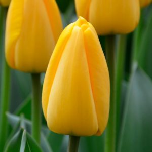 Tulipe Darwin Hybride Golden Apeldoorn