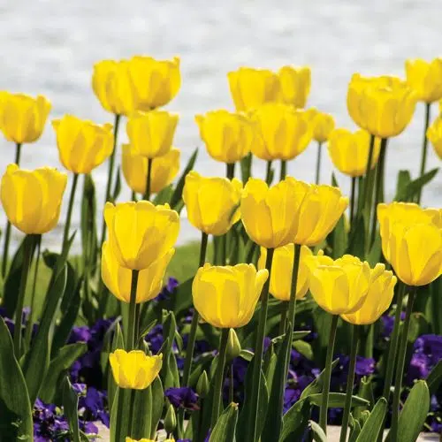 Tulipe Darwin Hybride Golden Parade