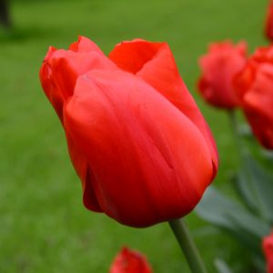 Tulipe Darwin Hybride Lalibela