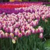 Tulipe Darwin Hybride Ollioules