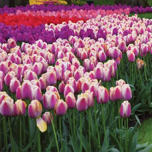 Tulipe Darwin Hybride Ollioules