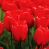 Tulipe Darwin Hybride Parade