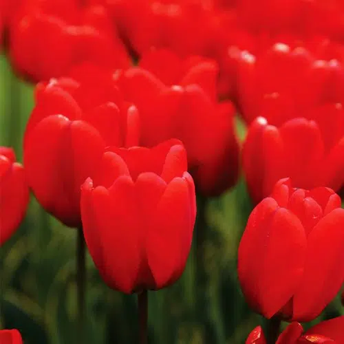 Tulipe Darwin Hybride Parade