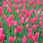 Tulipe Darwin Hybride Pink Impression