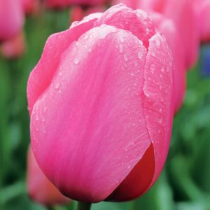 Tulipe Darwin Hybride Pink Impression