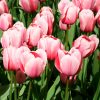 Tulipe Darwin Hybride Salmon Impression