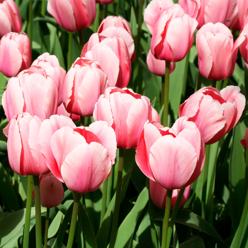 Tulipe Darwin Hybride Salmon Impression