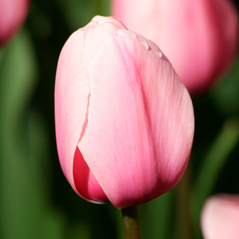 Tulipe Darwin Hybride Salmon Impression