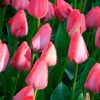 Tulipe Darwin Hybride Van Eijk
