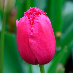 Tulipe Dentelle Burgundy Lace