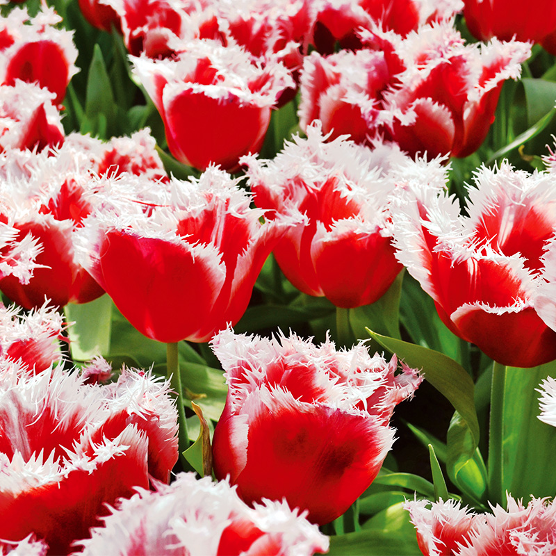 Tulipe Dentelle Canasta