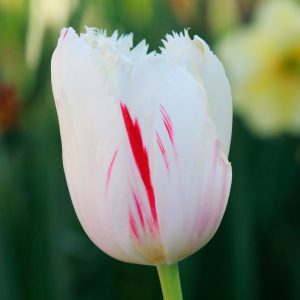 Tulipe Dentelle Carrousel