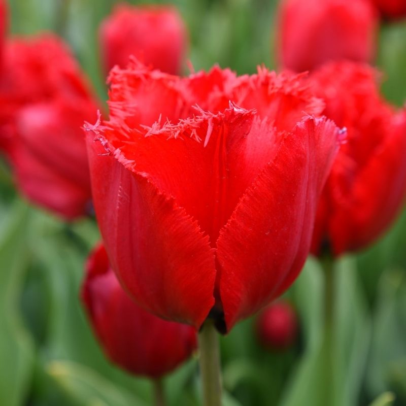 Tulipe Dentelle Crystal Beauty