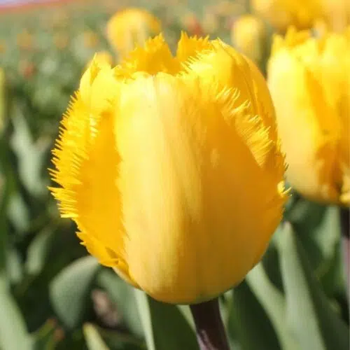 Tulipe Dentelle Crystal Star
