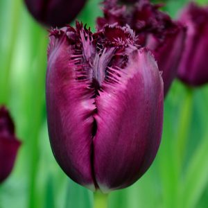 Tulipe Dentelle Cuban night